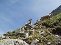 Youri - Ecrins 2005 349
